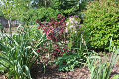 Iris-Purple-Susie-Burns-5-13_1