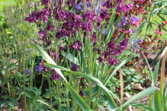 Iris-Purple-Susie-Burns-5-1_1
