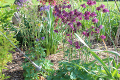 Iris-Purple-Susie-Burns-5-2_1