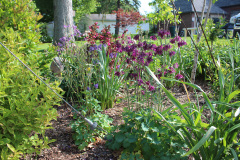 Iris-Purple-Susie-Burns-5-3_1