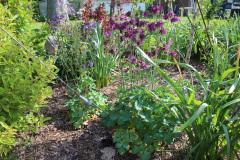Iris-Purple-Susie-Burns-5-4_1