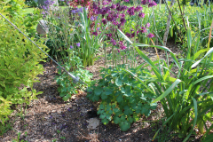 Iris-Purple-Susie-Burns-5-5