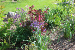 Iris-Purple-Susie-Burns-5-6_1