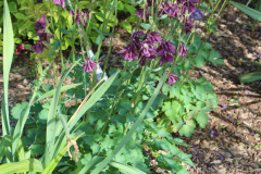 Iris-Purple-Susie-Burns-5-7_1