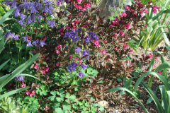 Iris-Purple-Susie-Burns-5-8