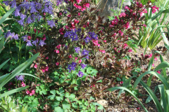 Iris-Purple-Susie-Burns-5-8_1