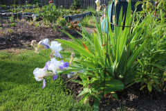 Iris-Susie-Burns-1_1