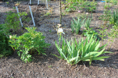 Iris-Susie-Burns-2-7