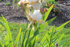 Iris-Susie-Burns-3-1