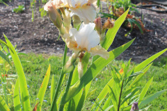 Iris-Susie-Burns-3-1_1