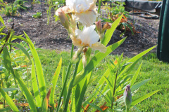 Iris-Susie-Burns-3-2_1