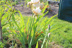 Iris-Susie-Burns-3-3_1