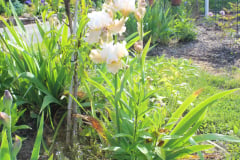 Iris-Susie-Burns-3-4