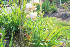 Iris-Susie-Burns-3-4_1