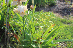 Iris-Susie-Burns-3-5_1