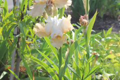 Iris-Susie-Burns-3-6