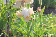 Iris-Susie-Burns-3-6_1