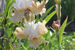 Iris-Susie-Burns-3-7