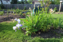 Iris-Susie-Burns-3