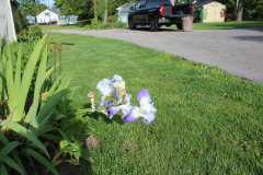Iris-Susie-Burns-4