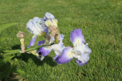 Iris-Susie-Burns-5