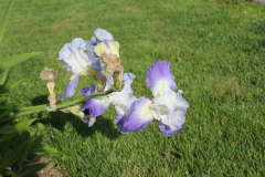 Iris-Susie-Burns-6