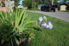 Iris-Susie-Burns-7