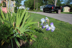 Iris-Susie-Burns-8