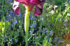Iris-barnumae-DSC07627