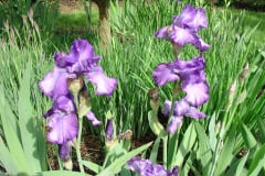 Iris3-4