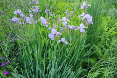 Irises-May-2023-1