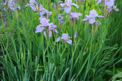 Irises-May-2023-2