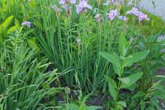 Irises-May-2023-3