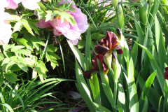 Irises-Red-and-Purple-5
