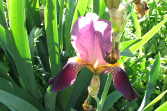 Irises-Reddish-Purple-15