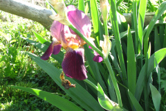 Irises-Reddish-Purple-16
