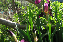 Irises-Reddish-Purple-17