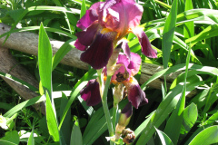 Irises-Reddish-Purple-2