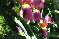 Irises-Reddish-Purple-20