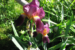 Irises-Reddish-Purple-21
