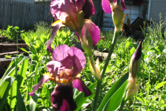 Irises-Reddish-Purple-22