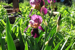 Irises-Reddish-Purple-24