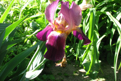 Irises-Reddish-Purple-27