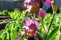 Irises-Reddish-Purple-30