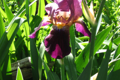 Irises-Reddish-Purple-37