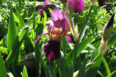 Irises-Reddish-Purple-39