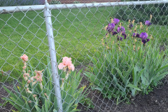 Irises-along-fence-May-2023-1