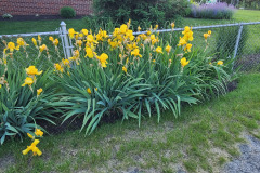 Irises-along-fence-May-2023-10