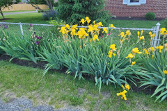Irises-along-fence-May-2023-11