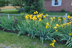 Irises-along-fence-May-2023-12